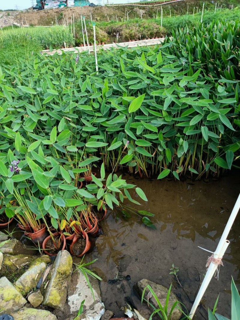 再力花各种水生植物基地大量现货供应，欢迎各位客户咨询