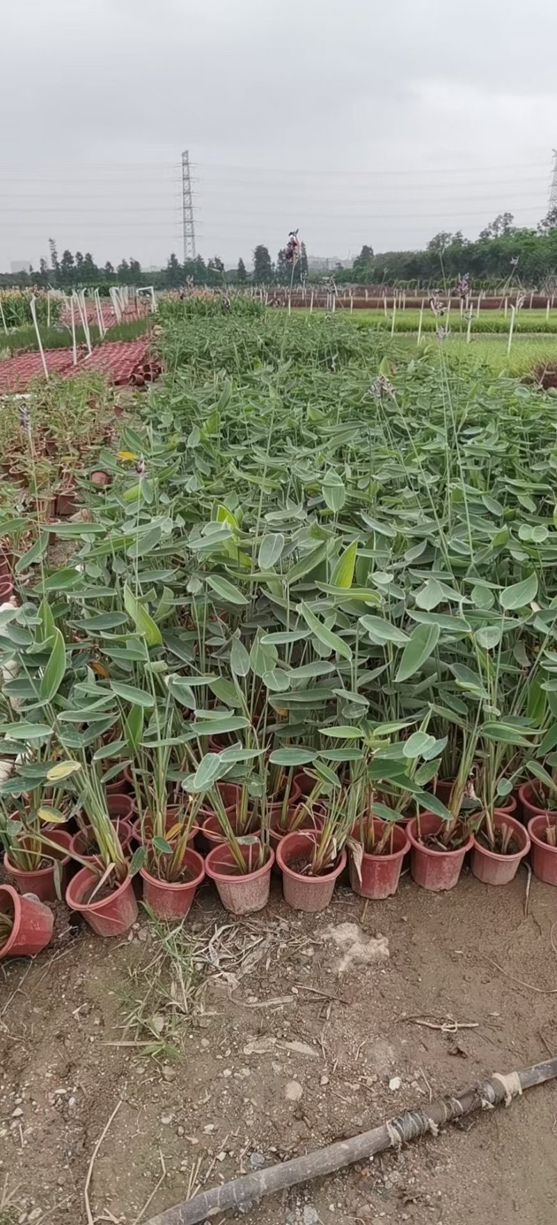 再力花各种水生植物基地大量现货供应，欢迎各位客户咨询