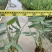 再力花各种水生植物基地大量现货供应，欢迎各位客户咨询