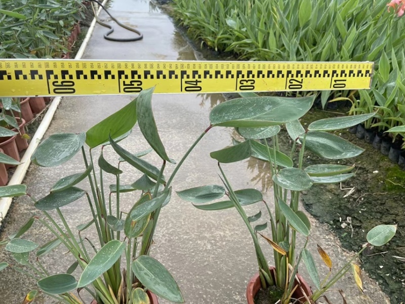 再力花各种水生植物基地大量现货供应，欢迎各位客户咨询