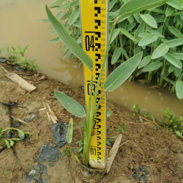 再力花各种水生植物基地大量现货供应，欢迎各位客户咨询