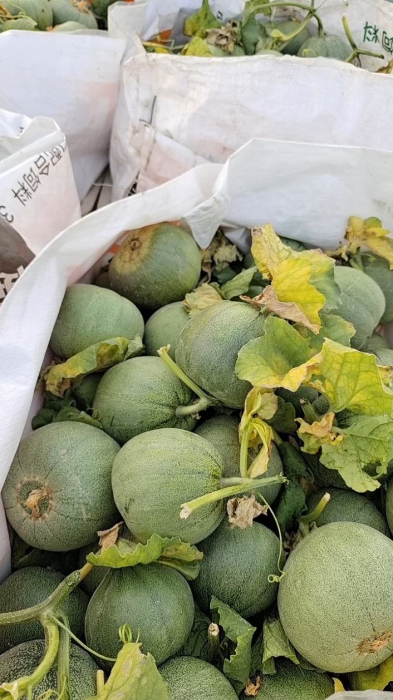 绿宝石【原产地】供应电商，市场，超市货源充足，货量大！！