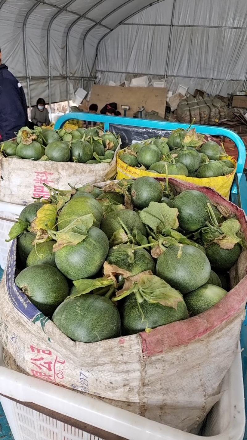 绿宝石【原产地】供应电商，市场，超市货源充足，货量大！！