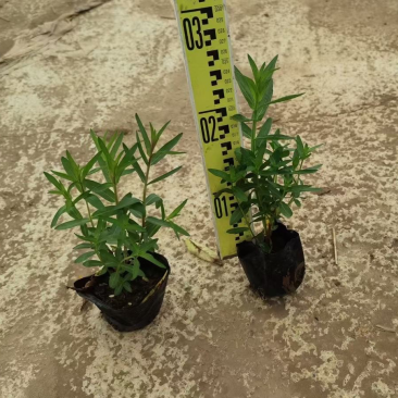 千屈菜各种水生植物基地大量现货供应，欢迎各位客户咨询
