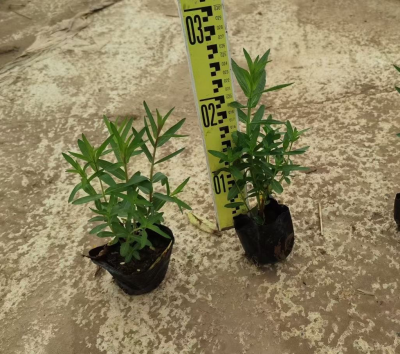 千屈菜各种水生植物基地大量现货供应，欢迎各位客户咨询