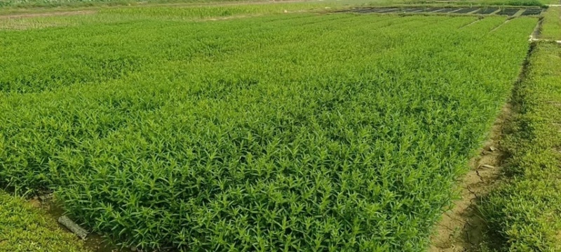 千屈菜各种水生植物基地大量现货供应，欢迎各位客户咨询