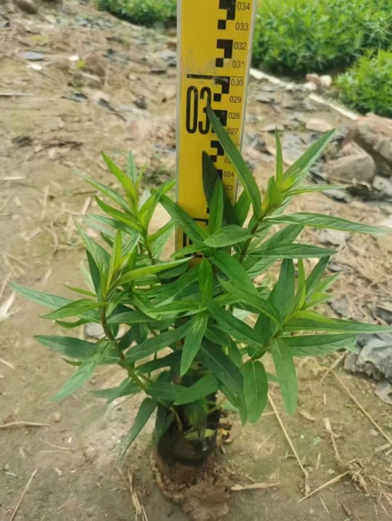 千屈菜各种水生植物基地大量现货供应，欢迎各位客户咨询
