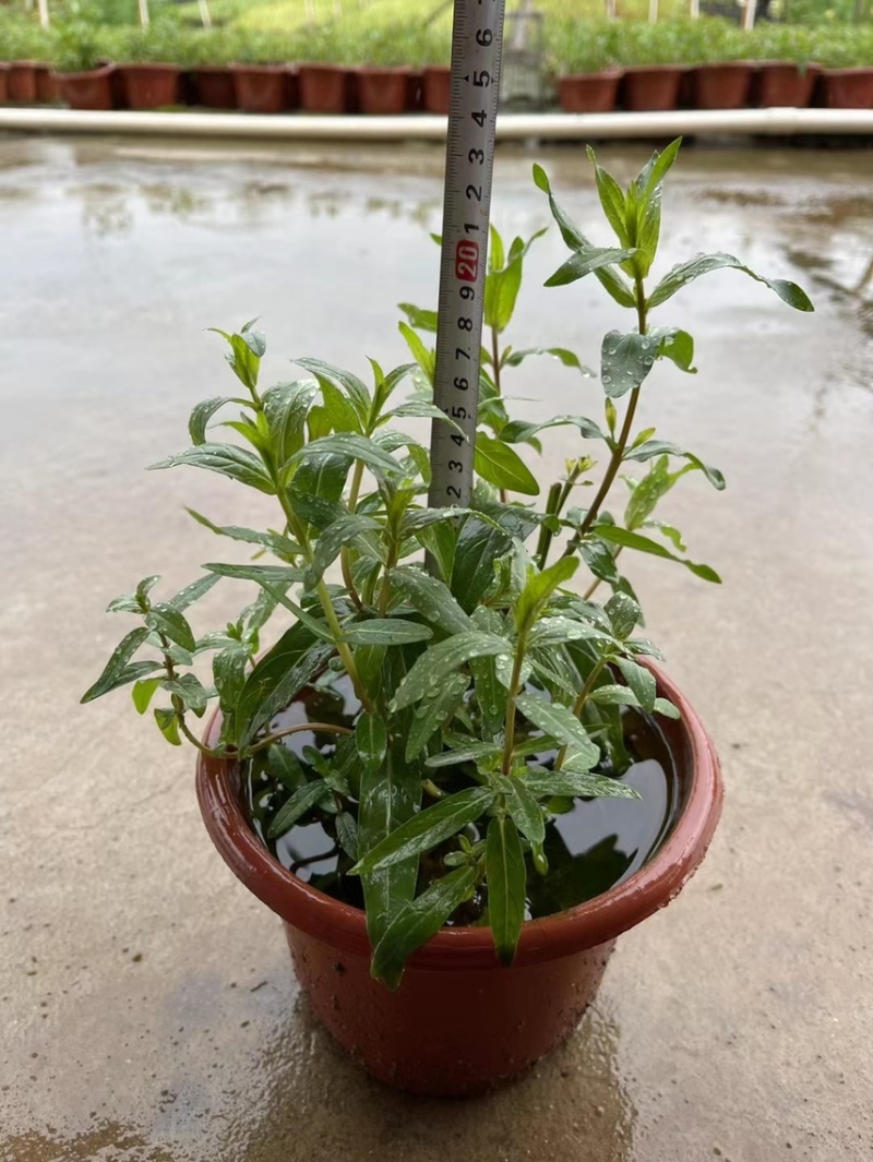 千屈菜各种水生植物基地大量现货供应，欢迎各位客户咨询