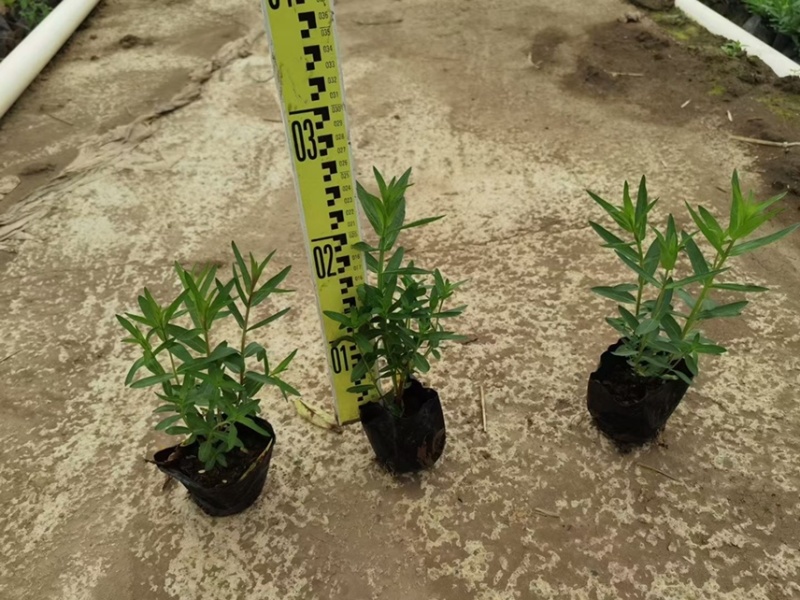千屈菜各种水生植物基地大量现货供应，欢迎各位客户咨询