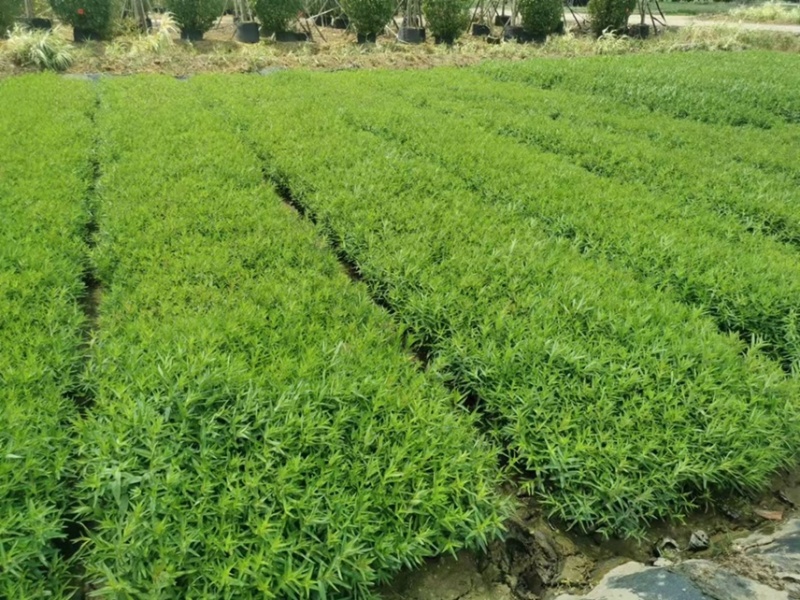千屈菜各种水生植物基地大量现货供应，欢迎各位客户咨询
