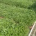 千屈菜各种水生植物基地大量现货供应，欢迎各位客户咨询