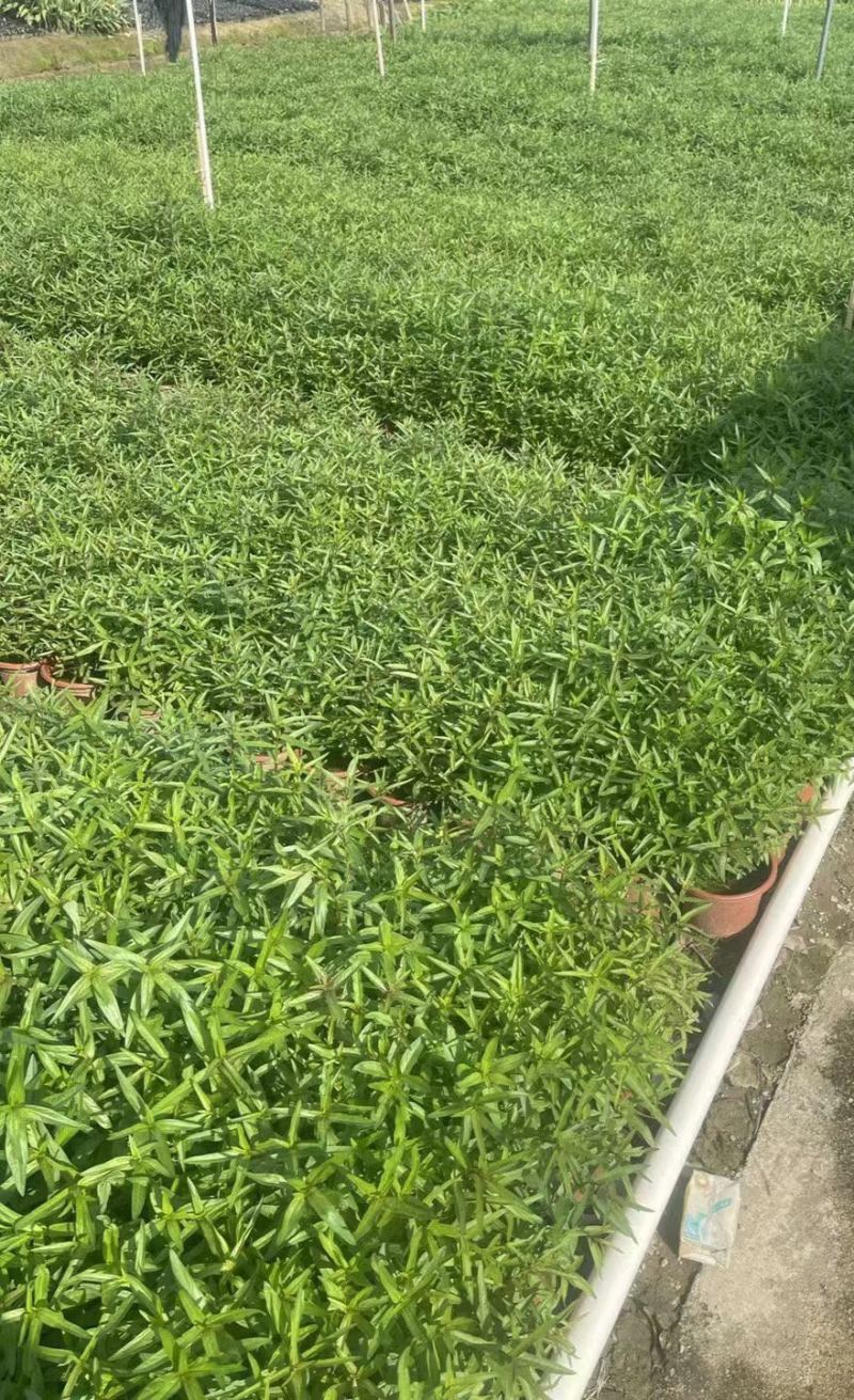 千屈菜各种水生植物基地大量现货供应，欢迎各位客户咨询