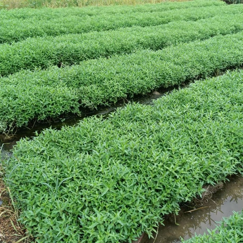千屈菜各种水生植物基地大量现货供应，欢迎各位客户咨询