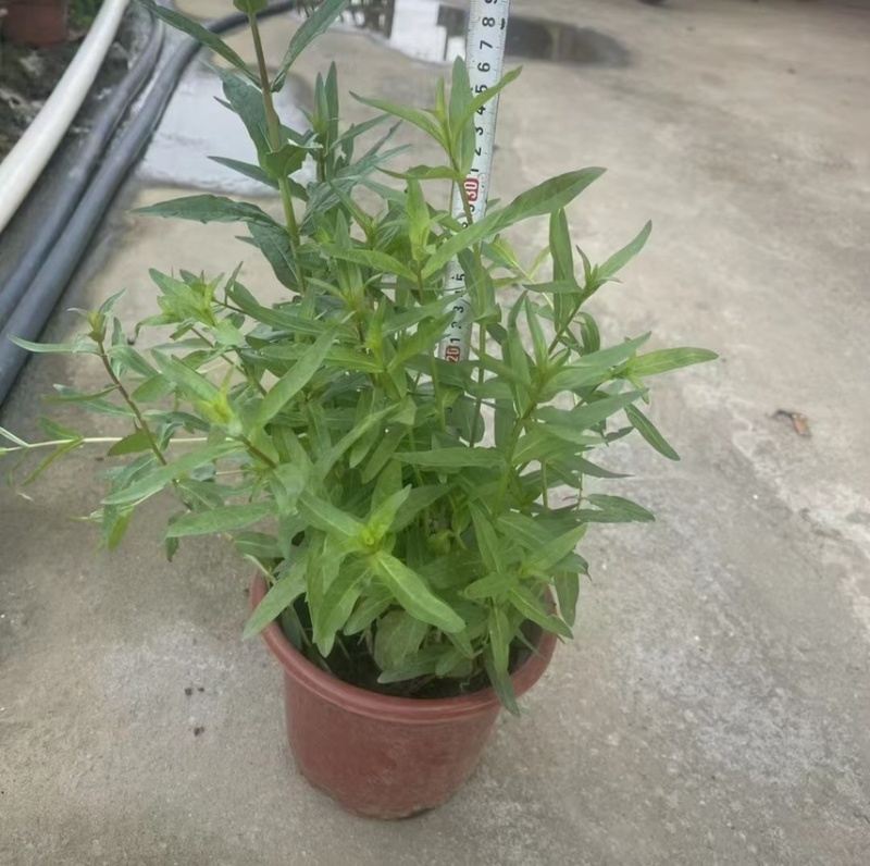 千屈菜各种水生植物基地大量现货供应，欢迎各位客户咨询