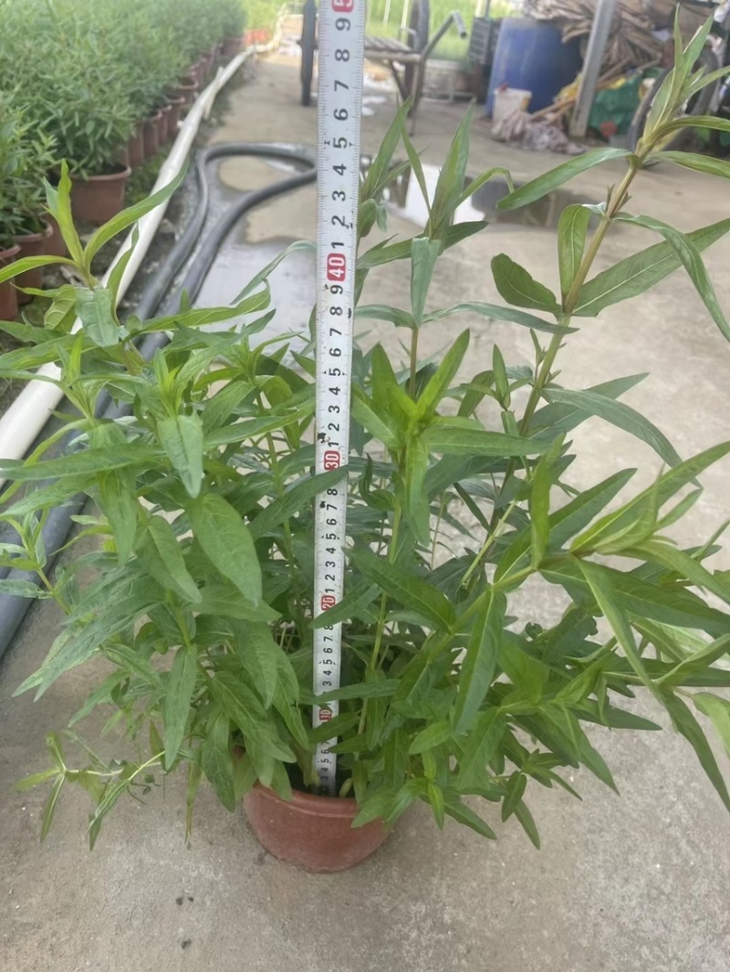千屈菜各种水生植物基地大量现货供应，欢迎各位客户咨询