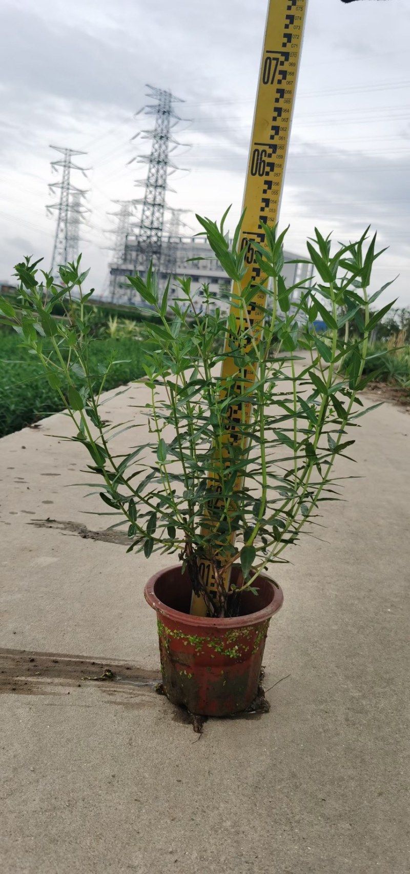 千屈菜各种水生植物基地大量现货供应，欢迎各位客户咨询