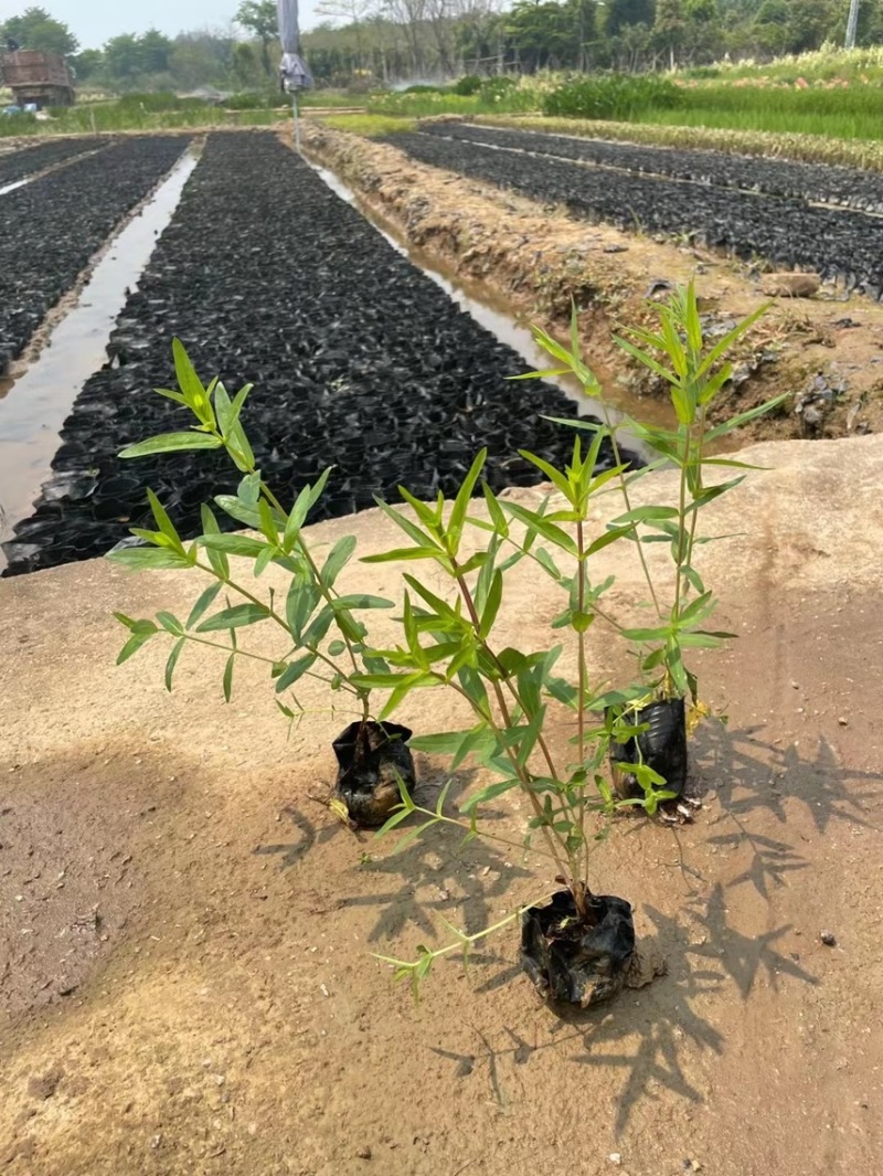 千屈菜各种水生植物基地大量现货供应，欢迎各位客户咨询