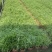 千屈菜各种水生植物基地大量现货供应，欢迎各位客户咨询