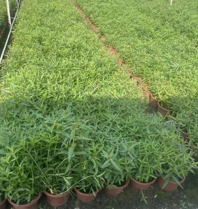 千屈菜各种水生植物基地大量现货供应，欢迎各位客户咨询