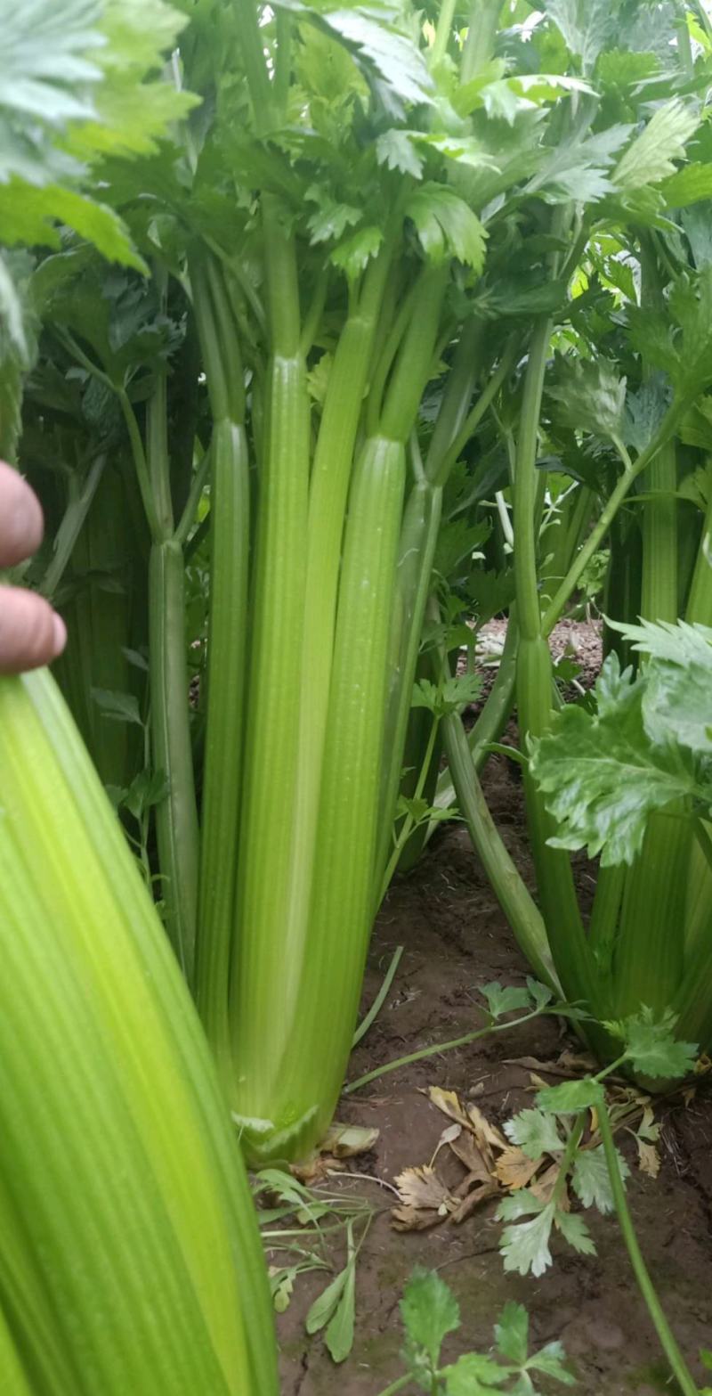 【芹菜】精品西芹对接全国市场电商商超量大从优