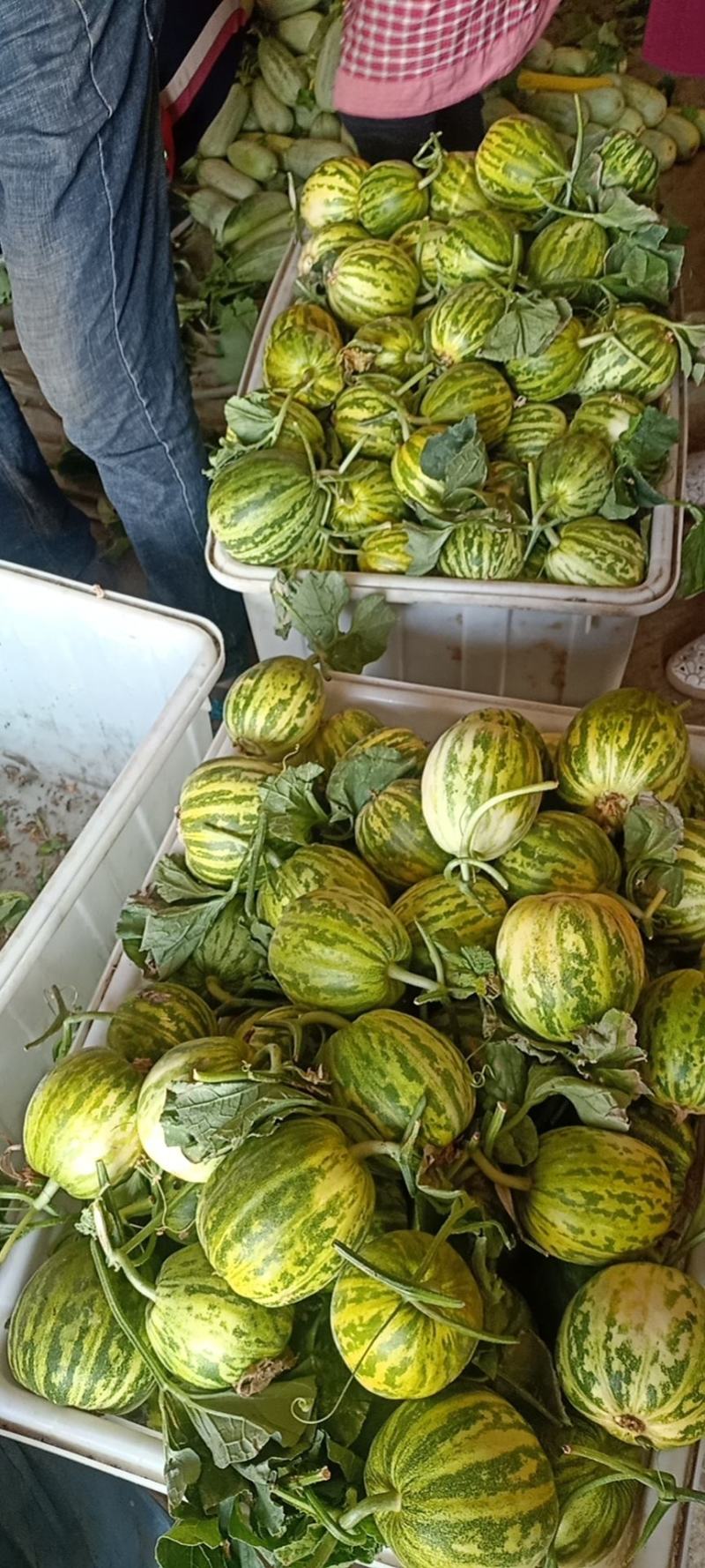 花蕾天香【原产地】可供电商，赶集，市场，超市货源充足量大