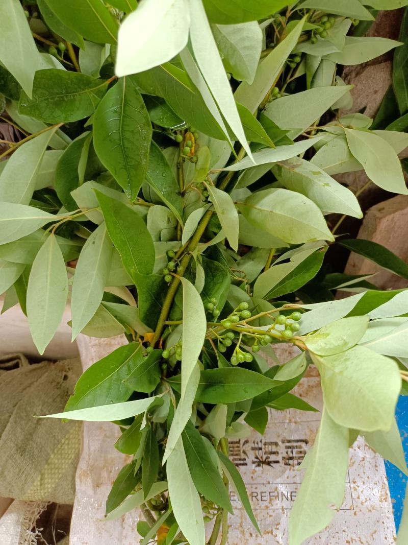 木姜子，山胡椒，山苍子，果子，根都有