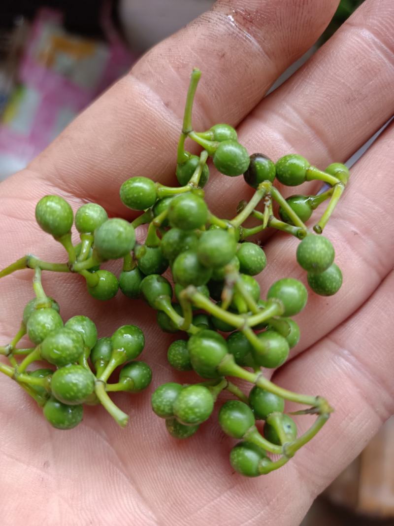 木姜子，山胡椒，山苍子，果子，根都有