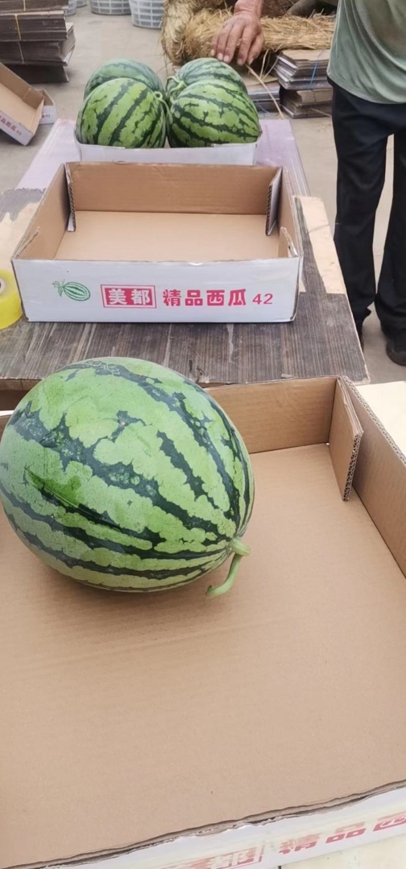 西瓜产地供应，8424西瓜头茬瓜，包熟包甜，一条龙服务