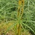 旱伞草风车草各种水生植物基地大量现货供应，欢迎各位客户