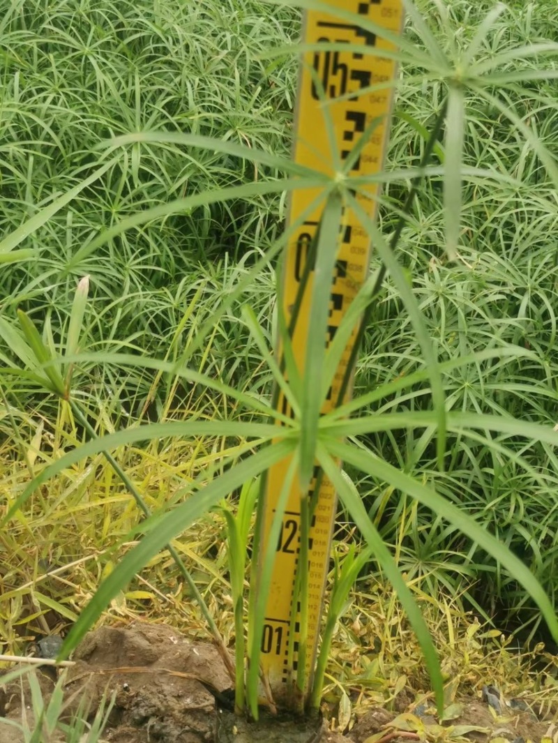 旱伞草风车草各种水生植物基地大量现货供应，欢迎各位客户