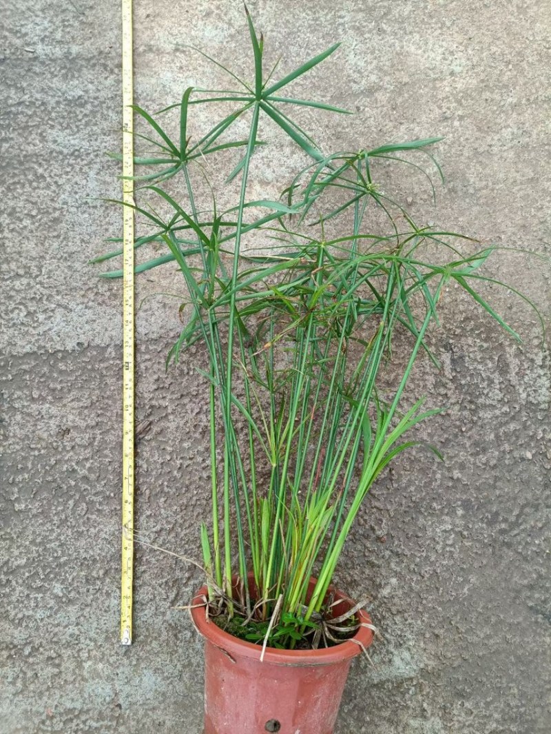 旱伞草风车草各种水生植物基地大量现货供应，欢迎各位客户