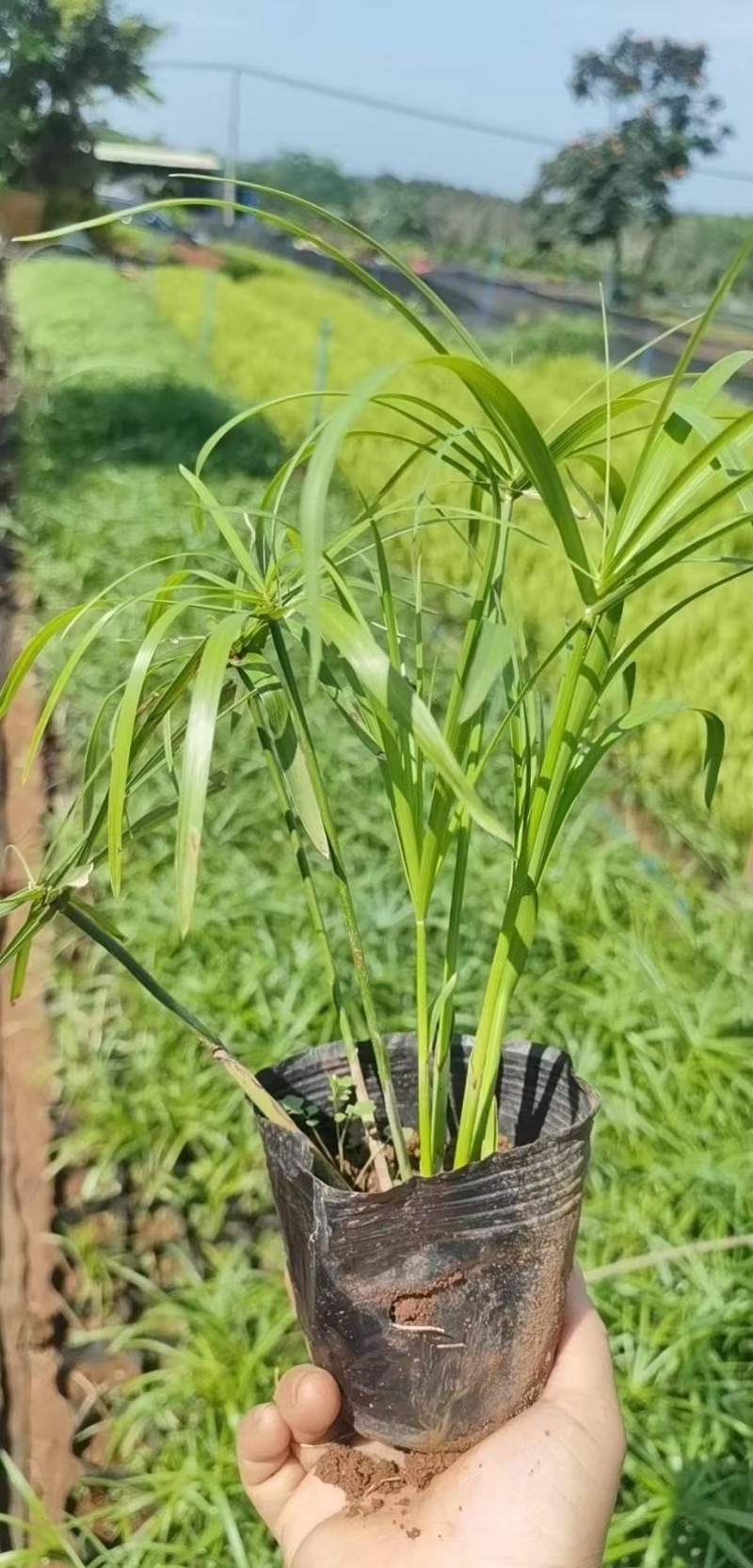 旱伞草风车草各种水生植物基地大量现货供应，欢迎各位客户