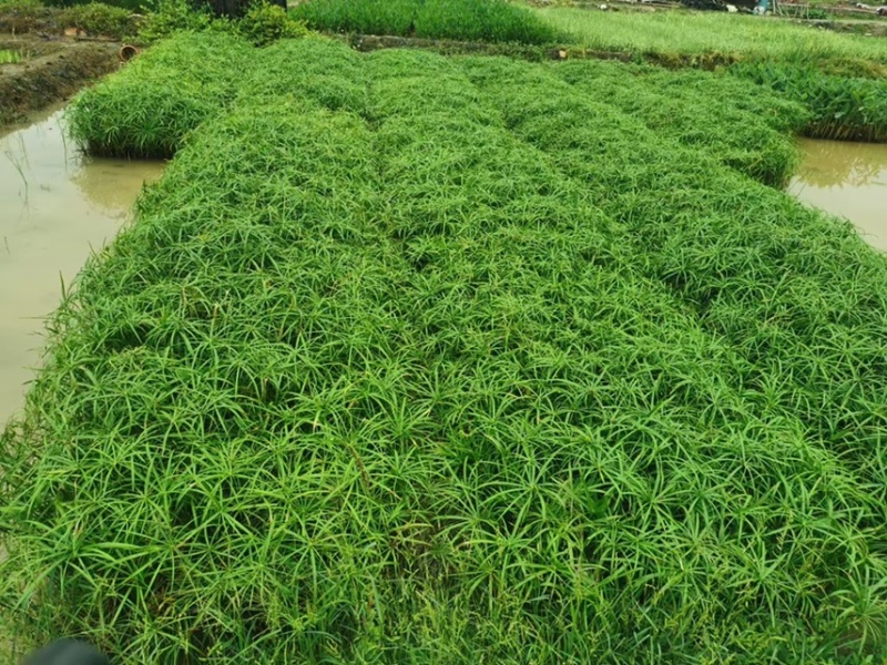 旱伞草风车草各种水生植物基地大量现货供应，欢迎各位客户