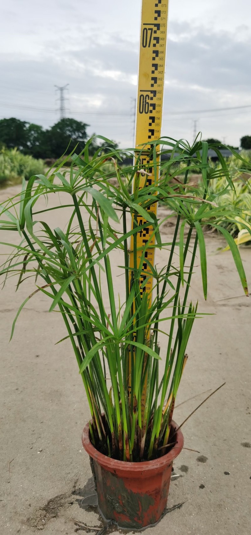 旱伞草风车草各种水生植物基地大量现货供应，欢迎各位客户