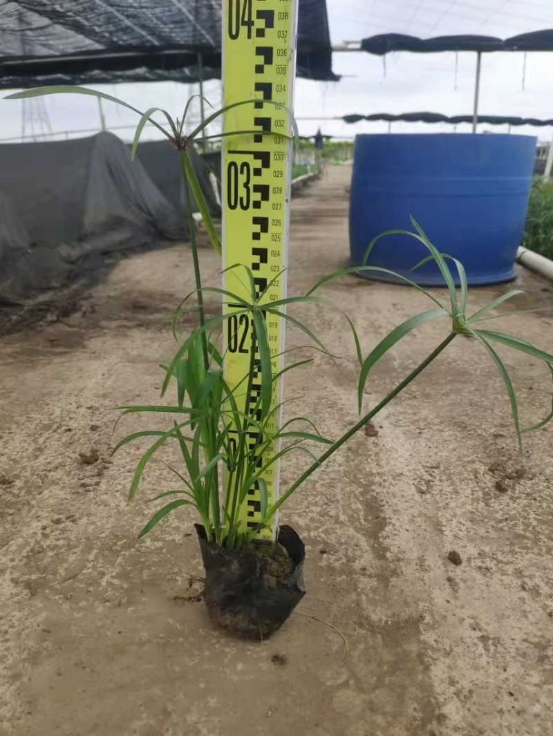 旱伞草风车草各种水生植物基地大量现货供应，欢迎各位客户