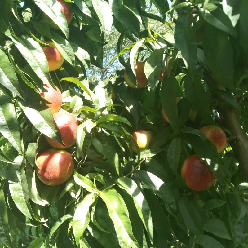黄肉油桃，芽变四号，中油十九世纪之星中油四号大量上市中