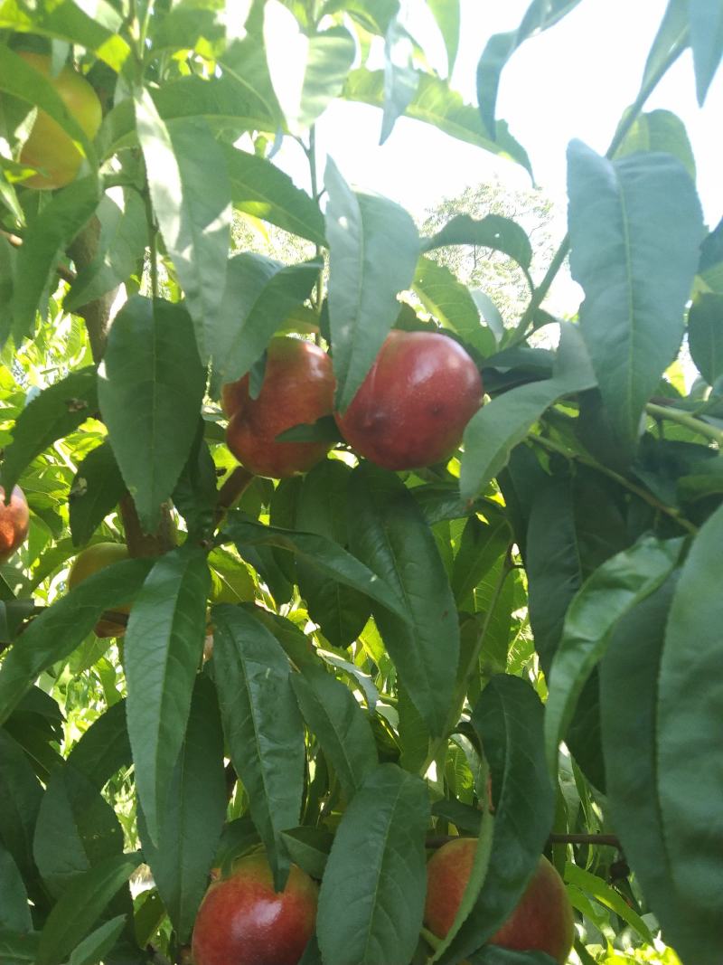 黄肉油桃，芽变四号，中油十九世纪之星中油四号大量上市中