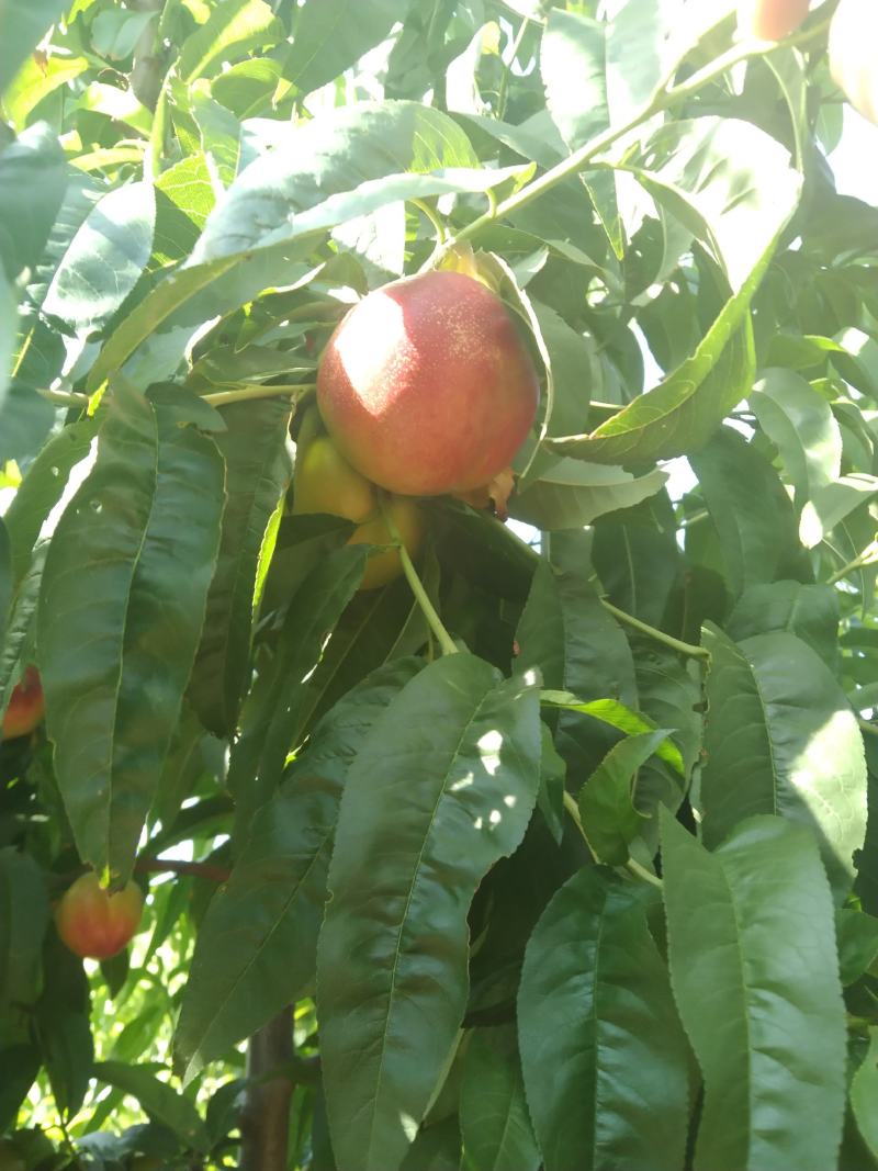 黄肉油桃，芽变四号，中油十九世纪之星中油四号大量上市中