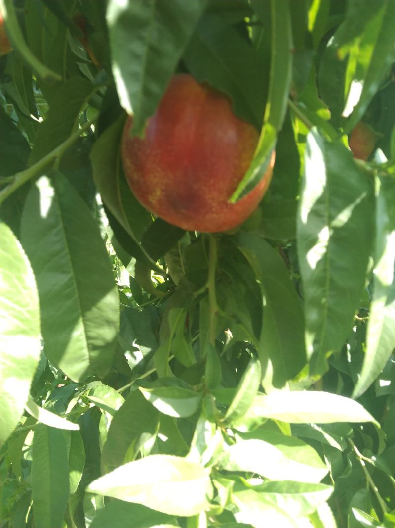 黄肉油桃，芽变四号，中油十九世纪之星中油四号大量上市中