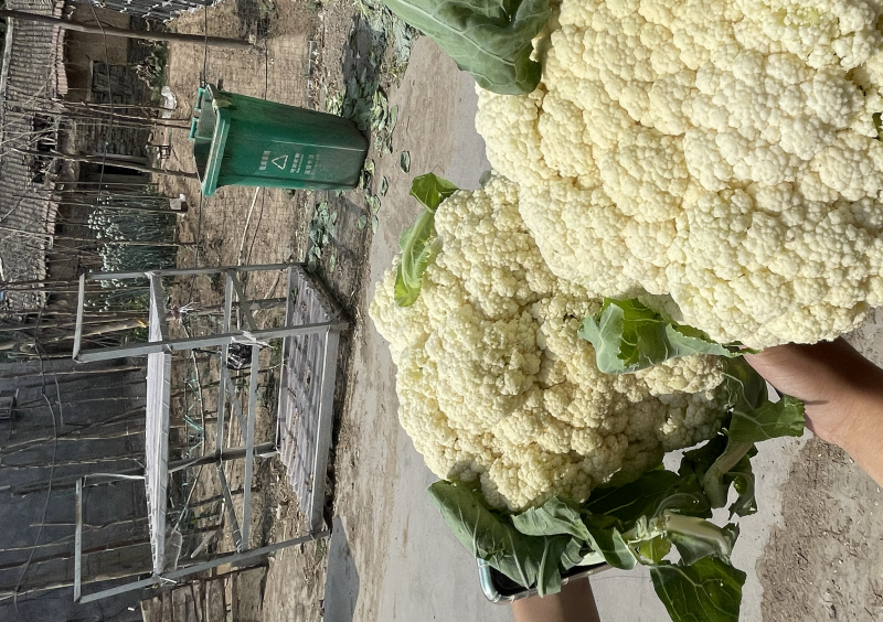 菜花/松花菜/青梗有机花菜/菜花/山东松花菜/甘蓝