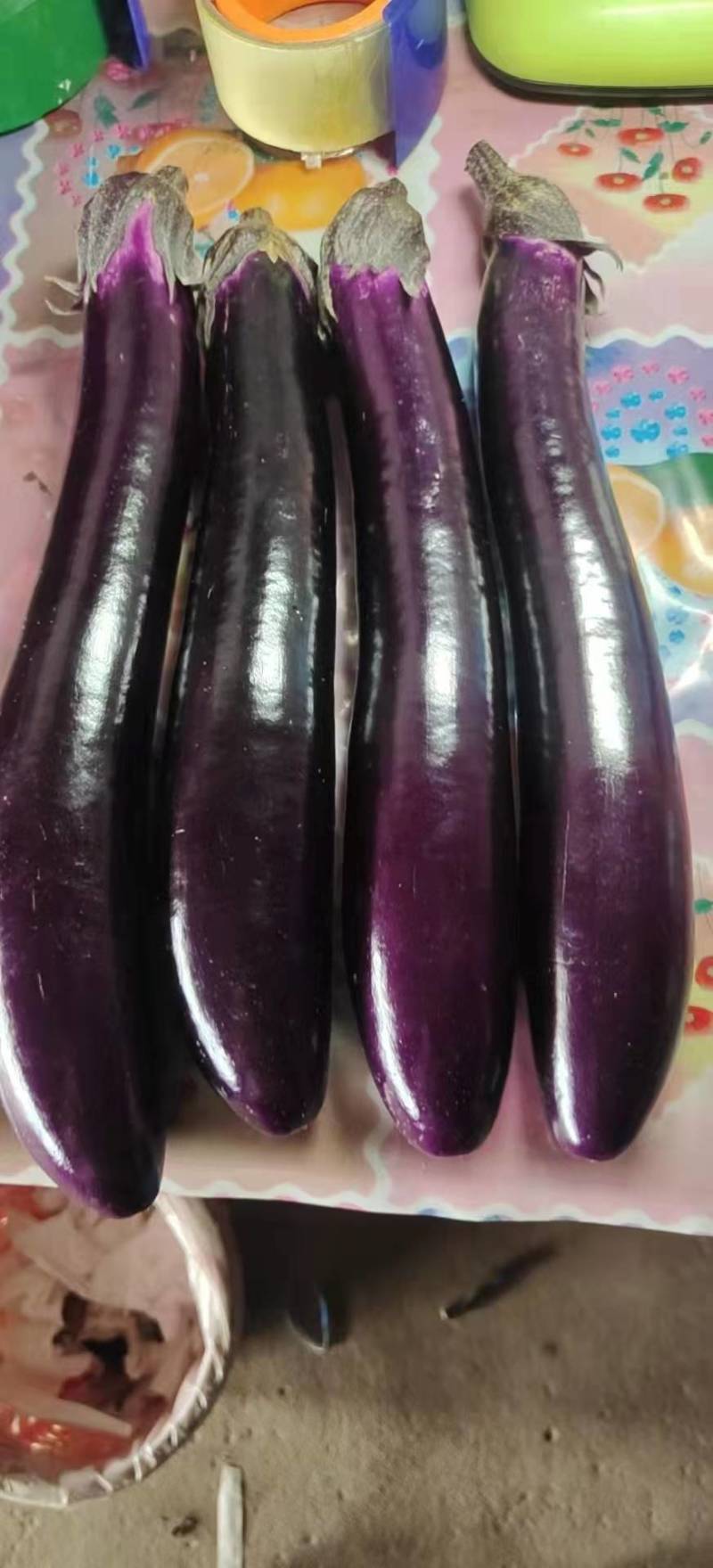 广东湛江精品茄子价格有优势
