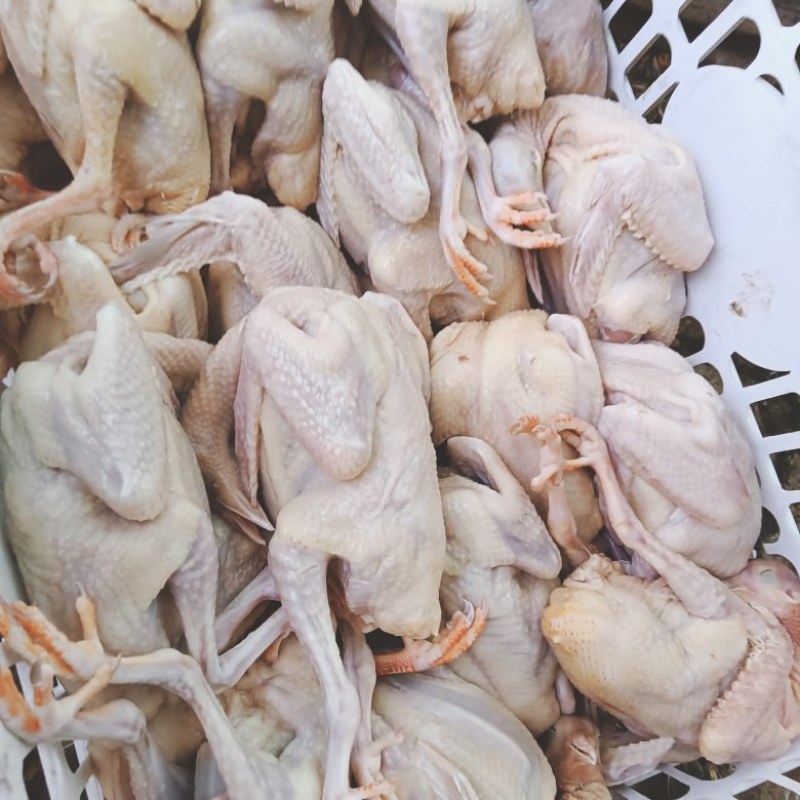 白条鸽常年供应新鲜乳鸽鸽子蛋老鸽子一手货源支持代发