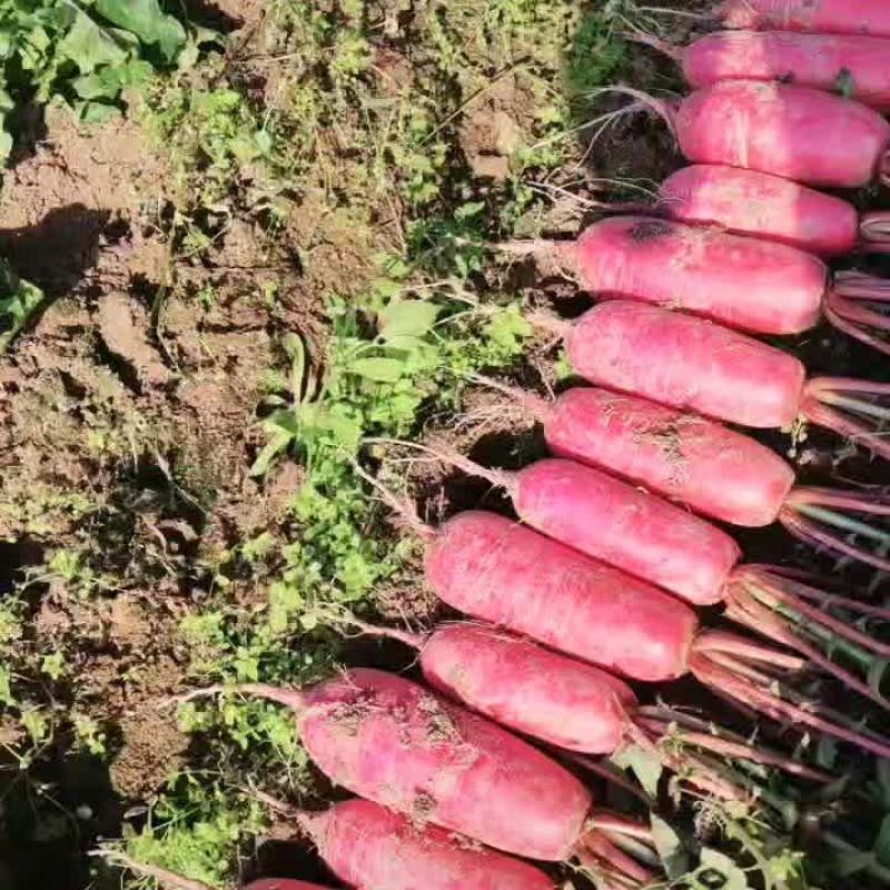 湖北长阳高山红皮萝卜大量上市，诚信经营，客户致上！