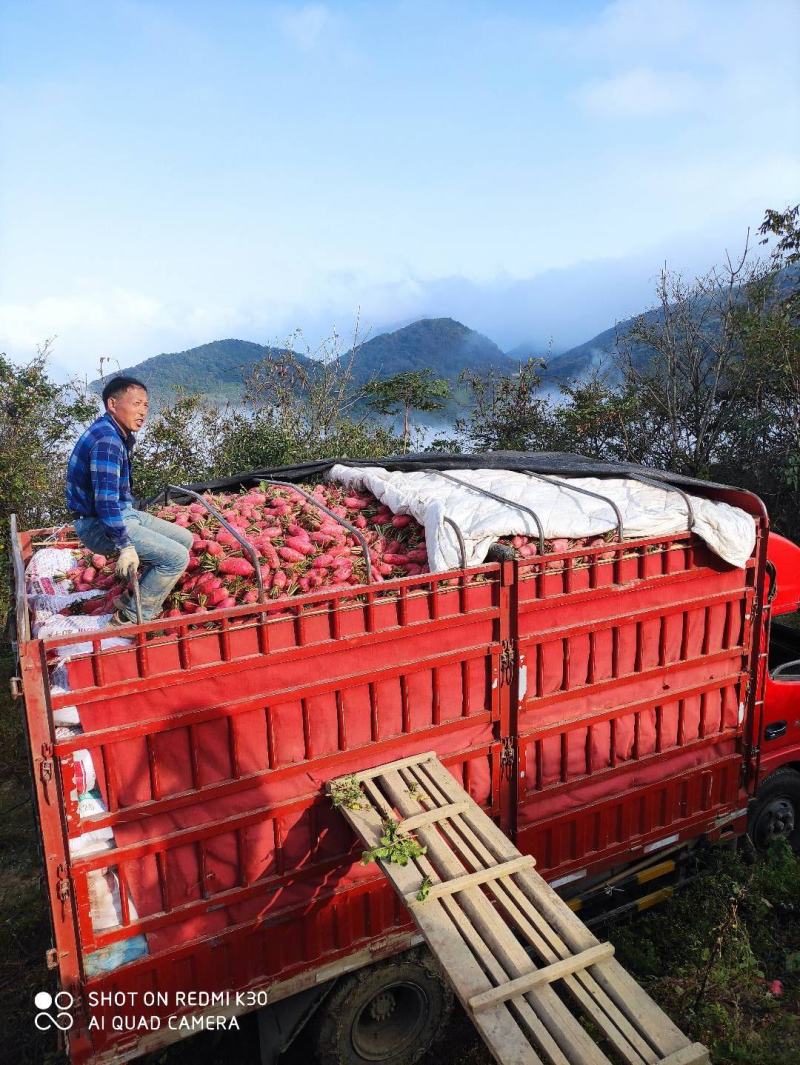 湖北长阳高山红皮萝卜大量上市，诚信经营，客户致上！