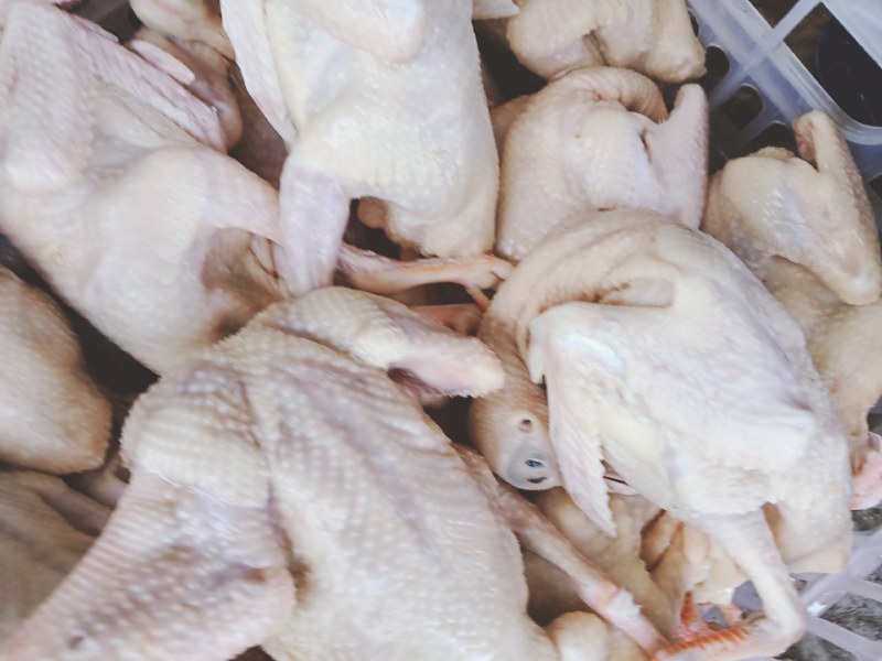 白条鸽常年供应新鲜乳鸽鸽子蛋老鸽子一手货源支持代发