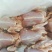白条鸽常年供应新鲜乳鸽鸽子蛋老鸽子一手货源支持代发