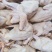 白条鸽常年供应新鲜乳鸽鸽子蛋老鸽子一手货源支持代发