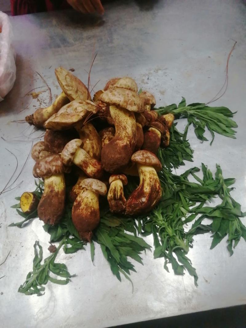 野生白葱菌，新鲜下山货