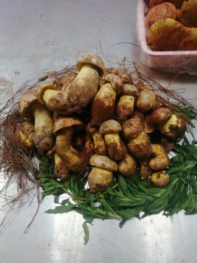 野生白葱菌，新鲜下山货
