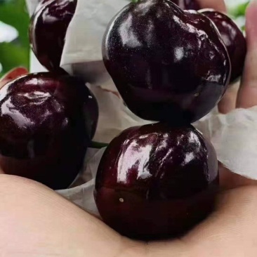 黑珍珠大樱桃（红灯）苗